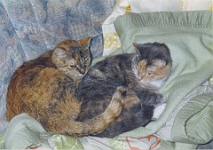 Gatti (86)